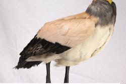 Exotic bird